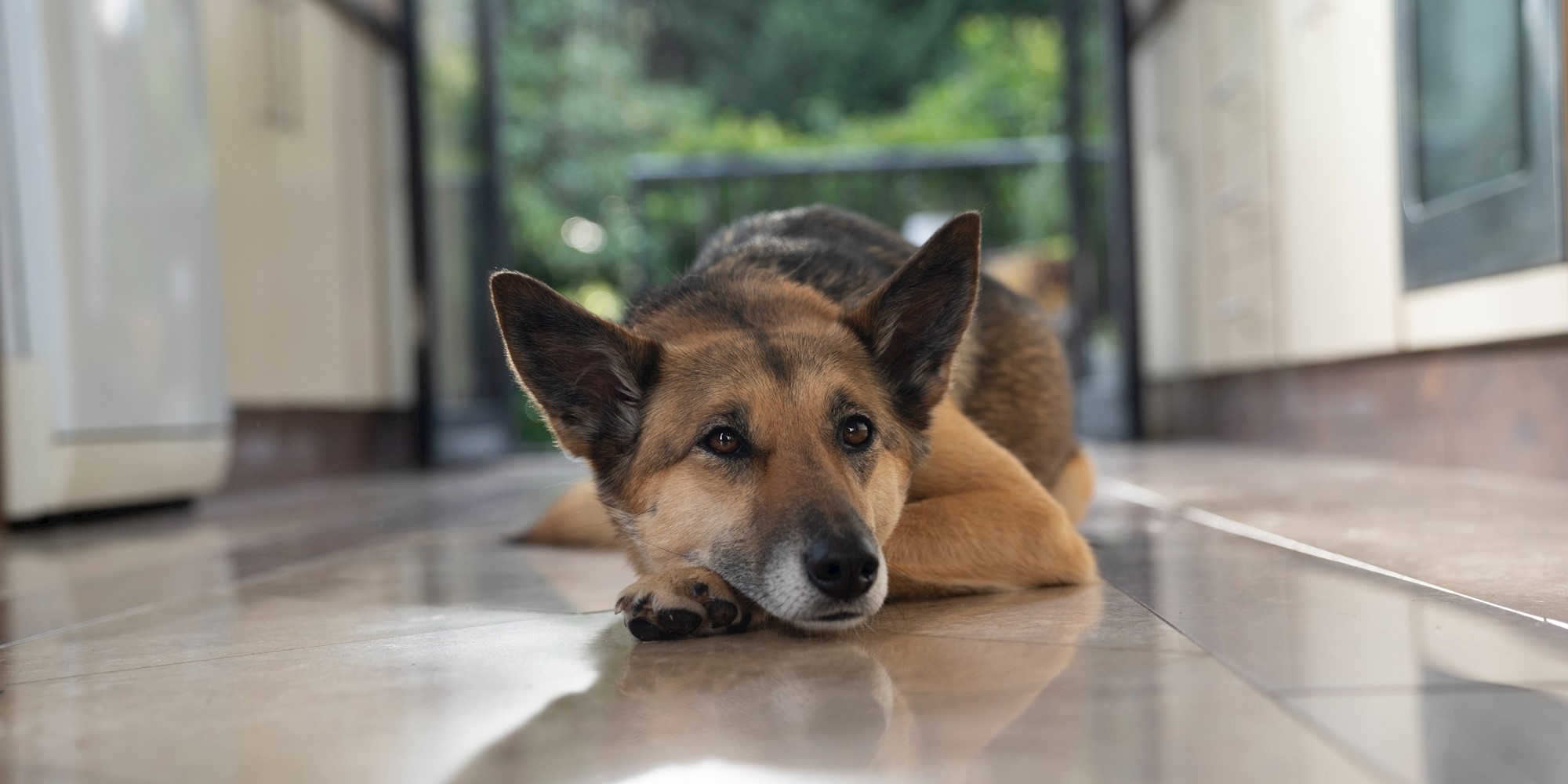 Aristopet hero image