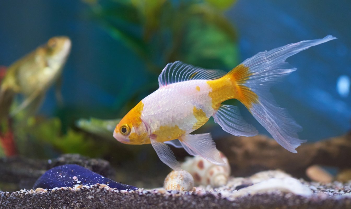 Blue Planet preview image