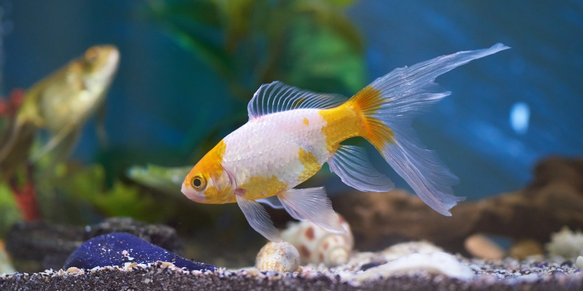 Blue Planet hero image